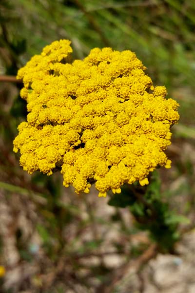 Achillée à feuilles d'Agératum